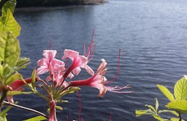 Green Falls Pond Swimming Area