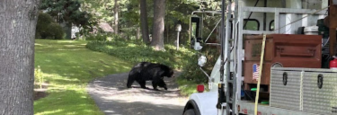 Maximum Tree Service LLC