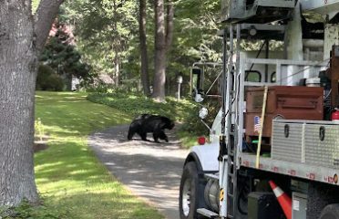 Maximum Tree Service LLC