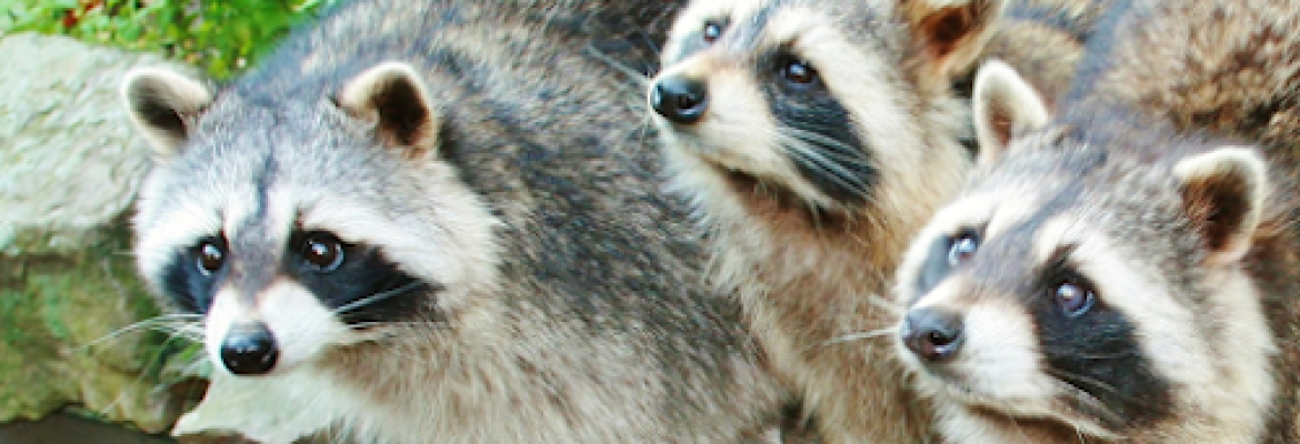 American Bio-Tech Wildlife Services