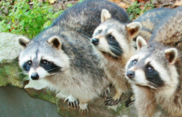 American Bio-Tech Wildlife Services