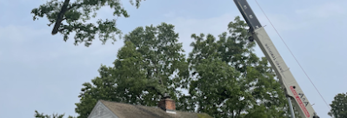 Western Connecticut Tree Experts