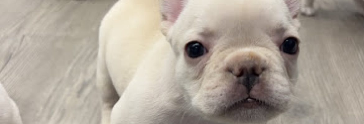 Lazy Acres Farm Frenchies – French Bulldog Breeder