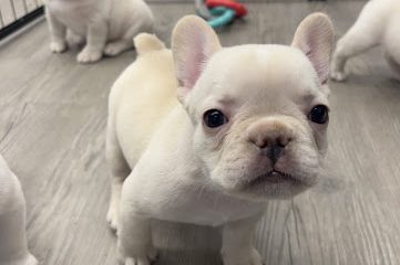 Lazy Acres Farm Frenchies – French Bulldog Breeder