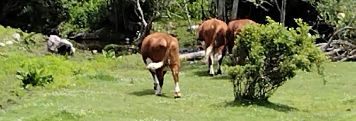 Wells Hollow Farms