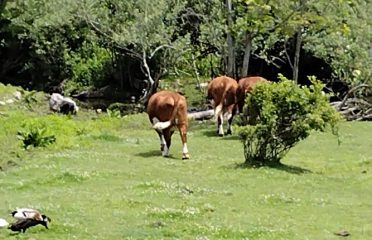 Wells Hollow Farms