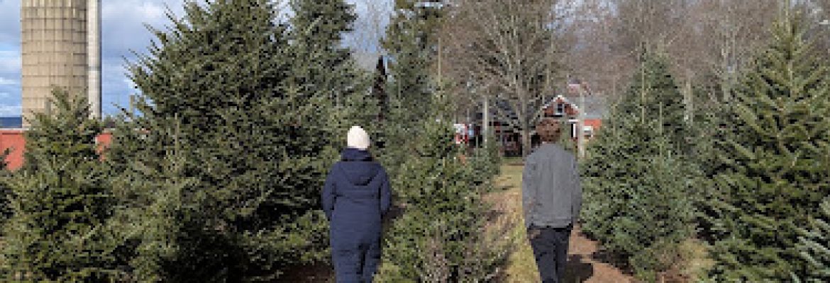 Dumas Christmas Tree Farm
