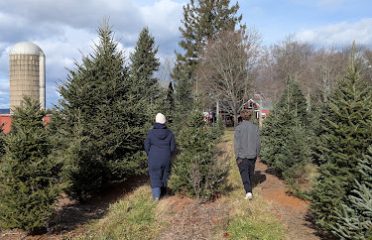 Dumas Christmas Tree Farm