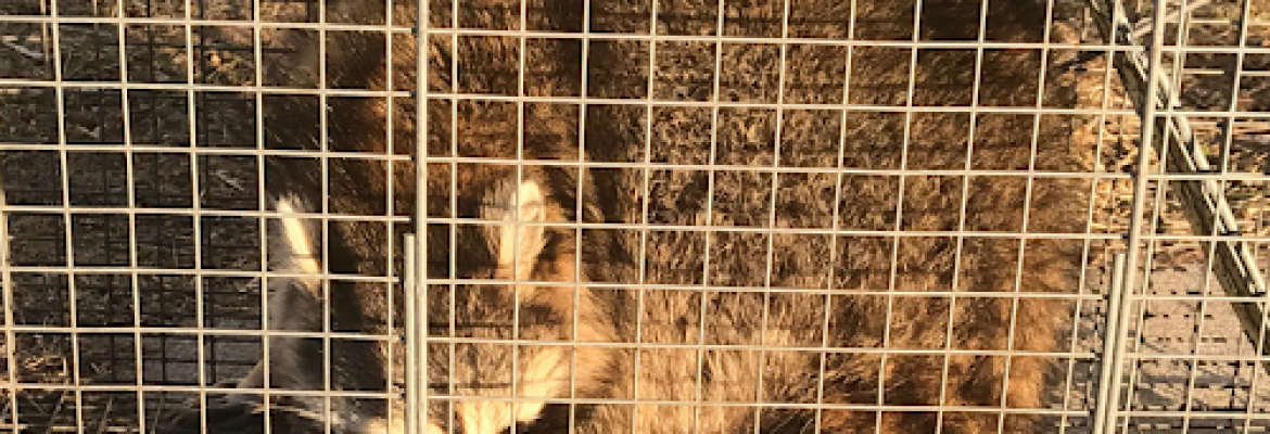 Nukingstreet Pest & Wildlife Control LLC