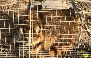 Nukingstreet Pest & Wildlife Control LLC