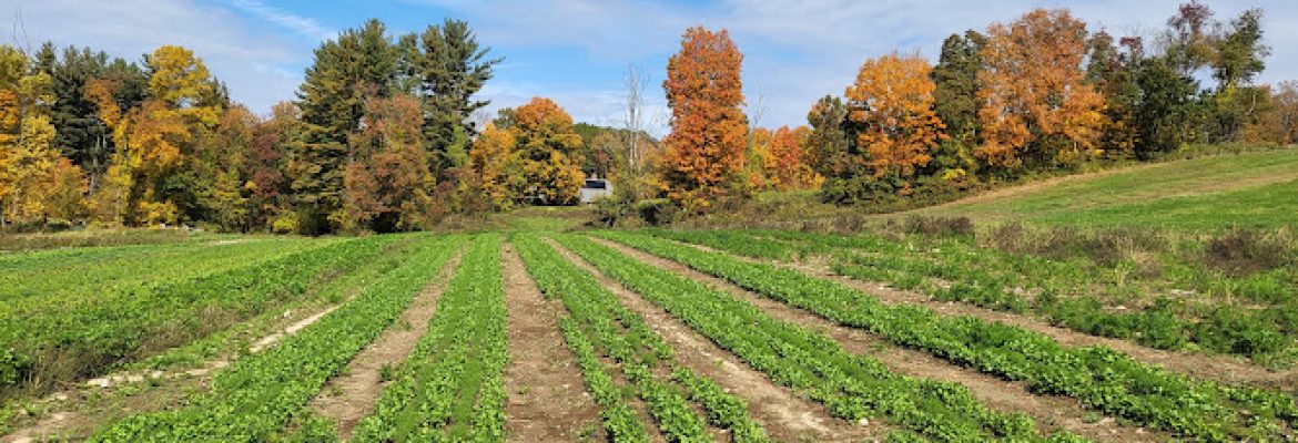 Gazy Brothers Farm