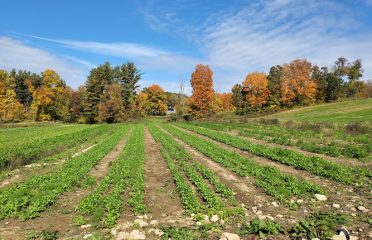 Gazy Brothers Farm