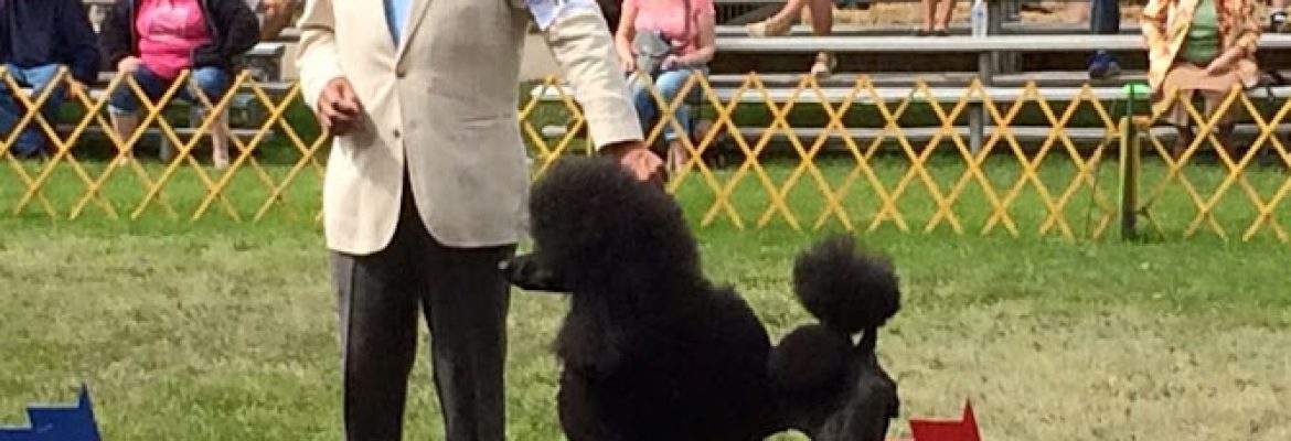 Wool ‘n Wind Standard Poodles