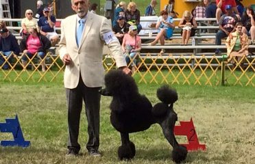 Wool ‘n Wind Standard Poodles