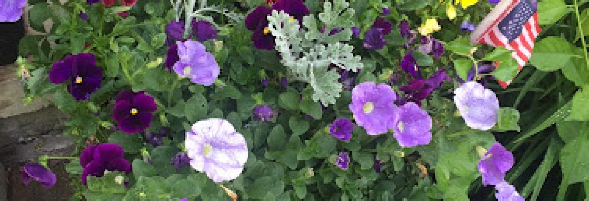 Thyme To Plant