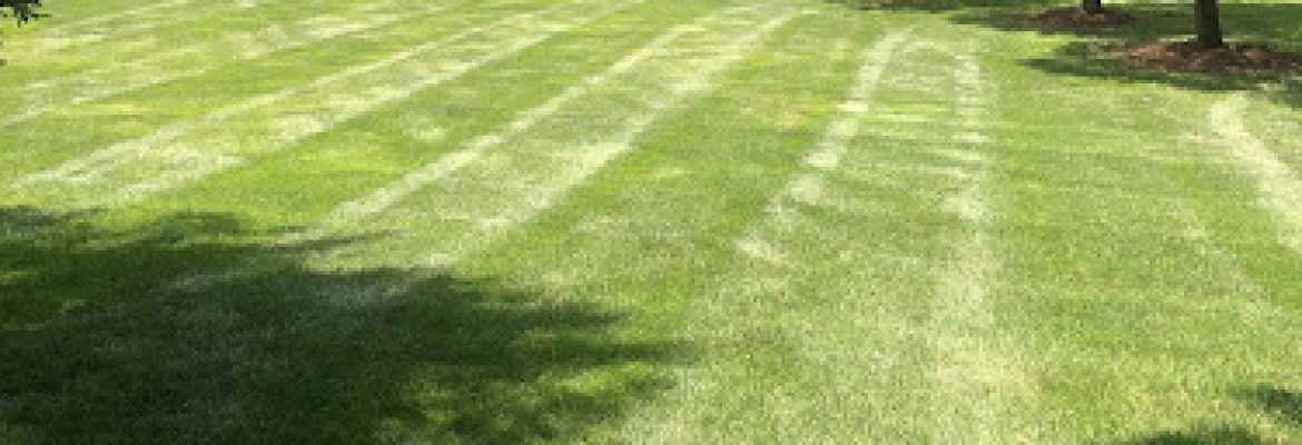 CDM Tick & Turf, LLC