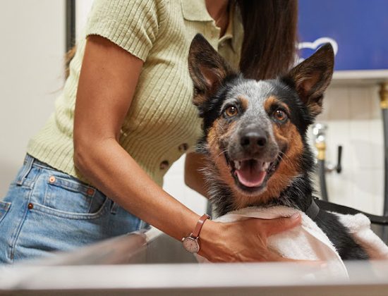 Petco