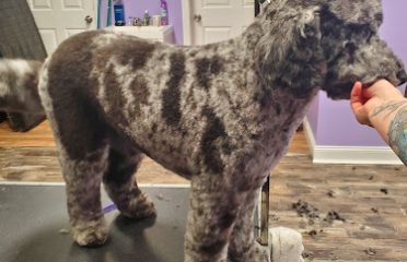 Cozy Clips Pet Grooming, LLC