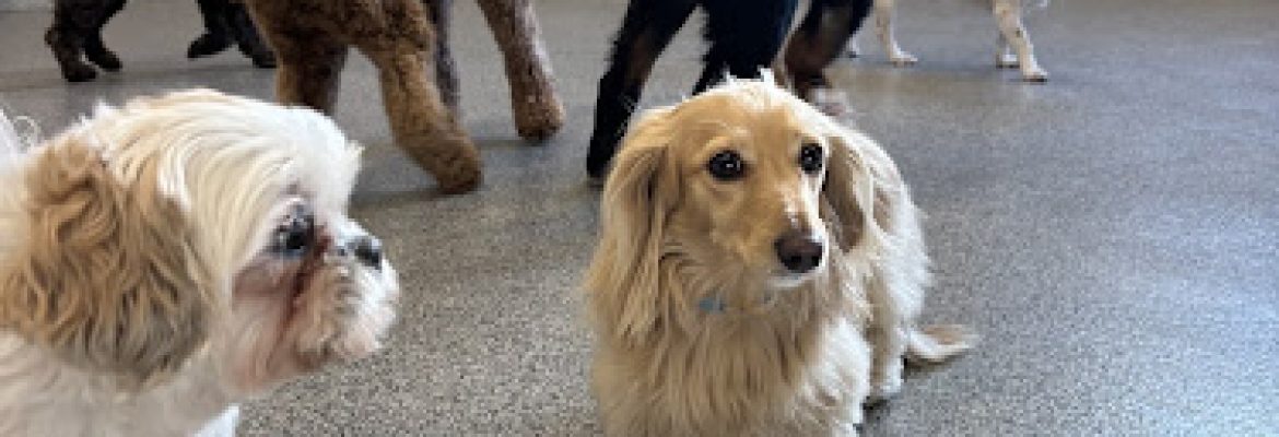 K9 Resorts Luxury Pet Hotel Stamford
