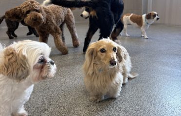 K9 Resorts Luxury Pet Hotel Stamford