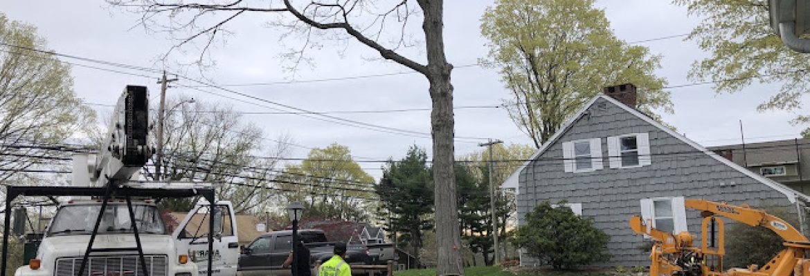 Rana Tree Removal LLC