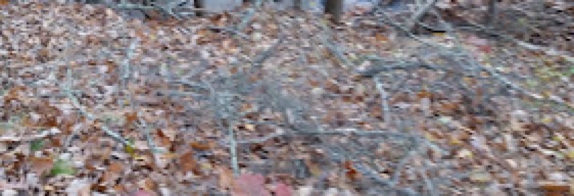 P & D Septic Services