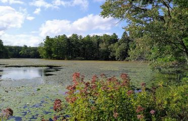 Allanach-Wolf Woodlands