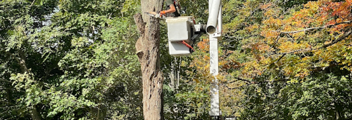Pine Ridge Tree service