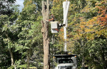 Pine Ridge Tree service