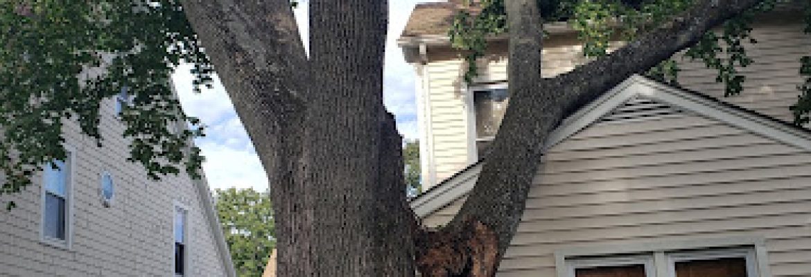 Jorge tree service llc