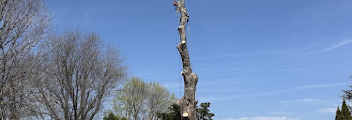 GNL Landscaping & Tree Services