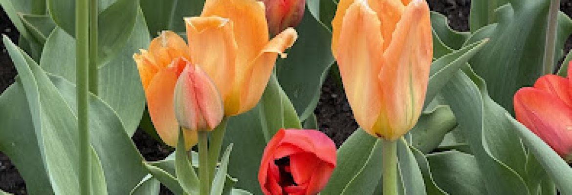 Robert A. Prill Tulip Garden/ Annual Garden