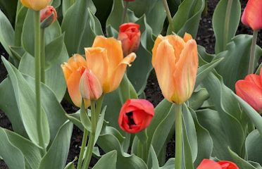 Robert A. Prill Tulip Garden/ Annual Garden
