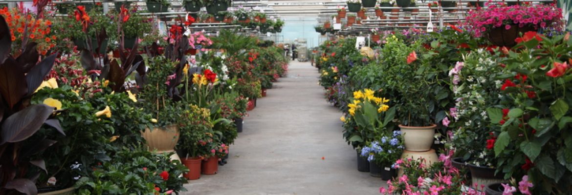 Country Flower Farms