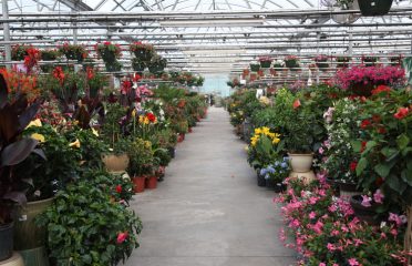 Country Flower Farms
