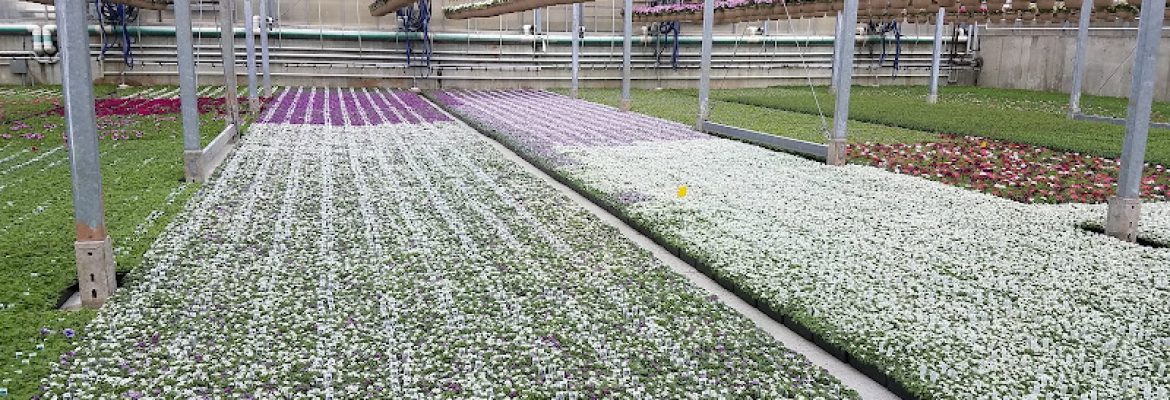 Geremia Farms