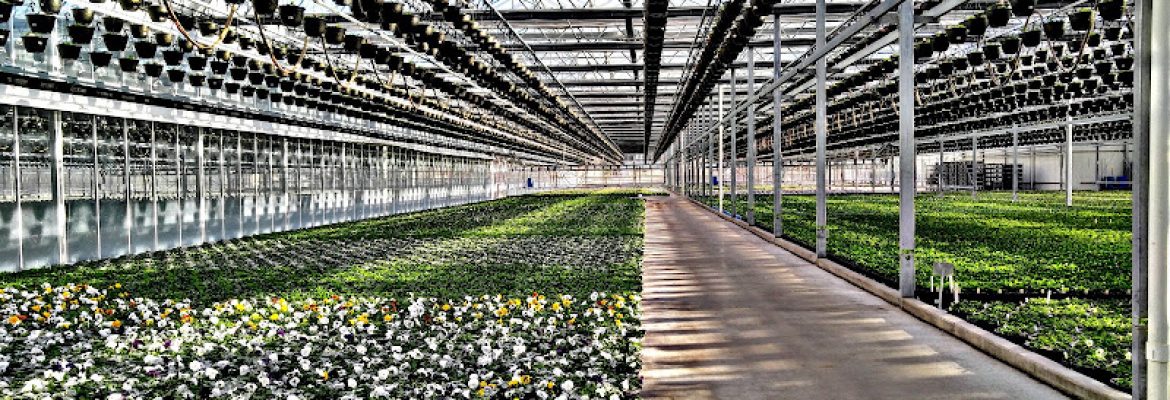 Cromwell Growers
