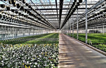 Cromwell Growers