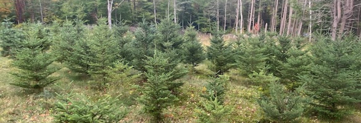 Corian Tree Farm LLC