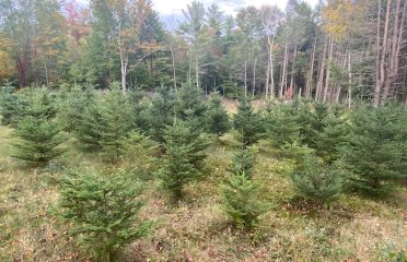 Corian Tree Farm LLC