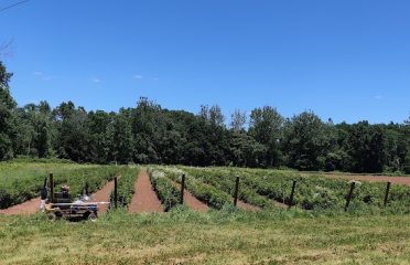 Newgate Farms