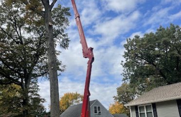 Tree Wise Guys of CT LLC