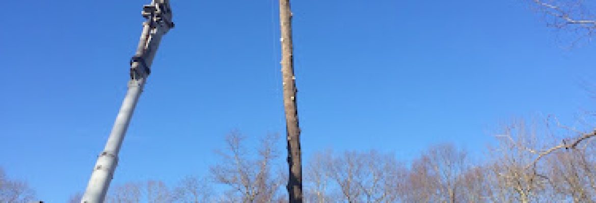 Marlborough Lawn and Tree
