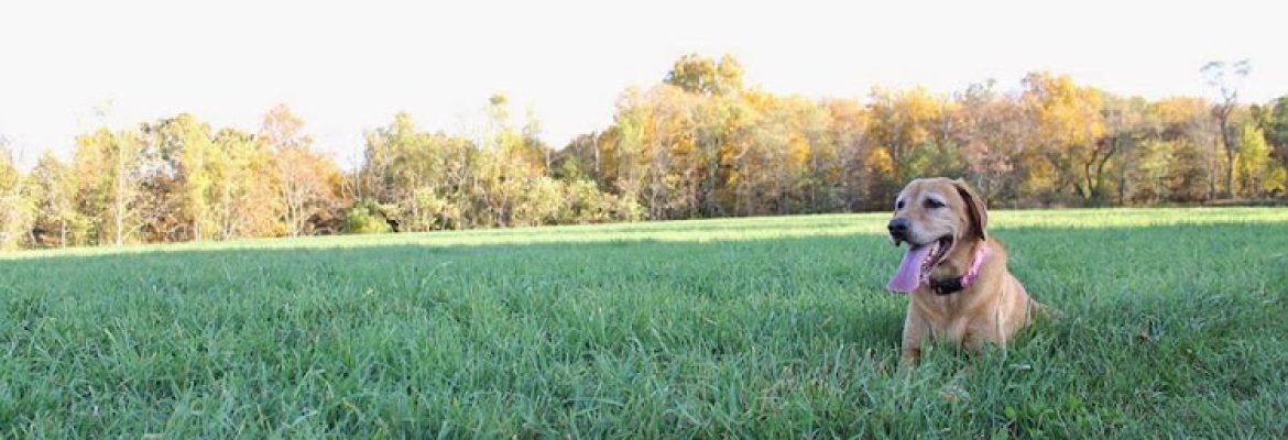 Ansonia Silver Hill Pet Resort