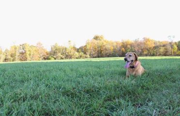 Ansonia Silver Hill Pet Resort