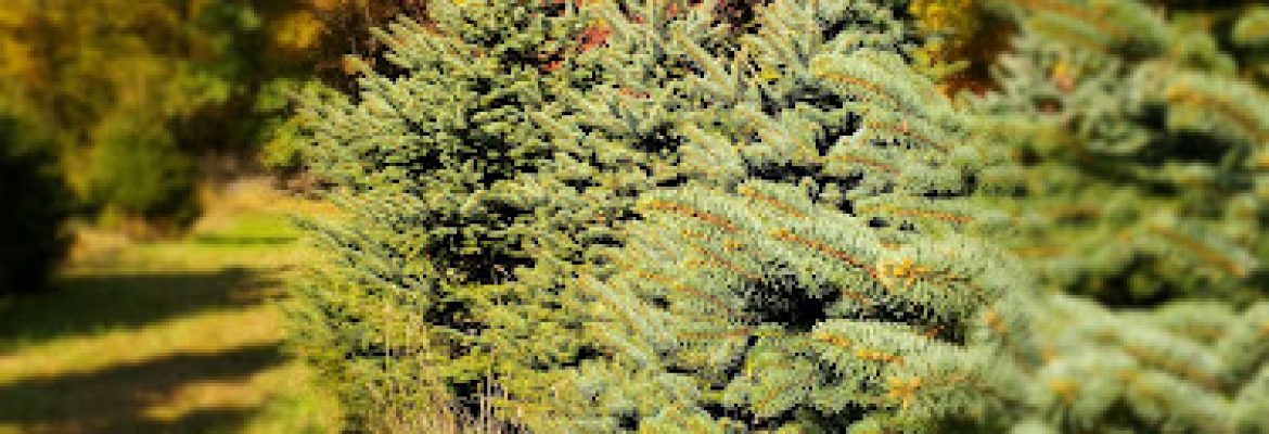 Woodlot Tree Farm