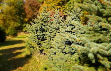 Woodlot Tree Farm