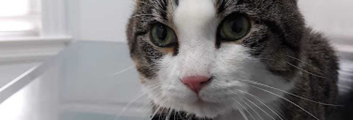 Bridgeport Veterinary Hospital