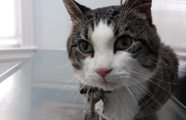 Bridgeport Veterinary Hospital