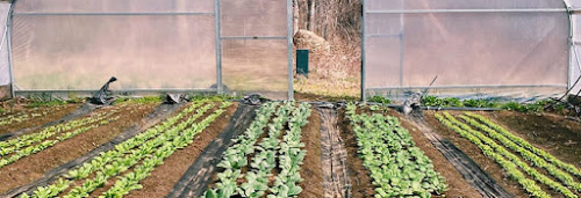 CT Greenhouse